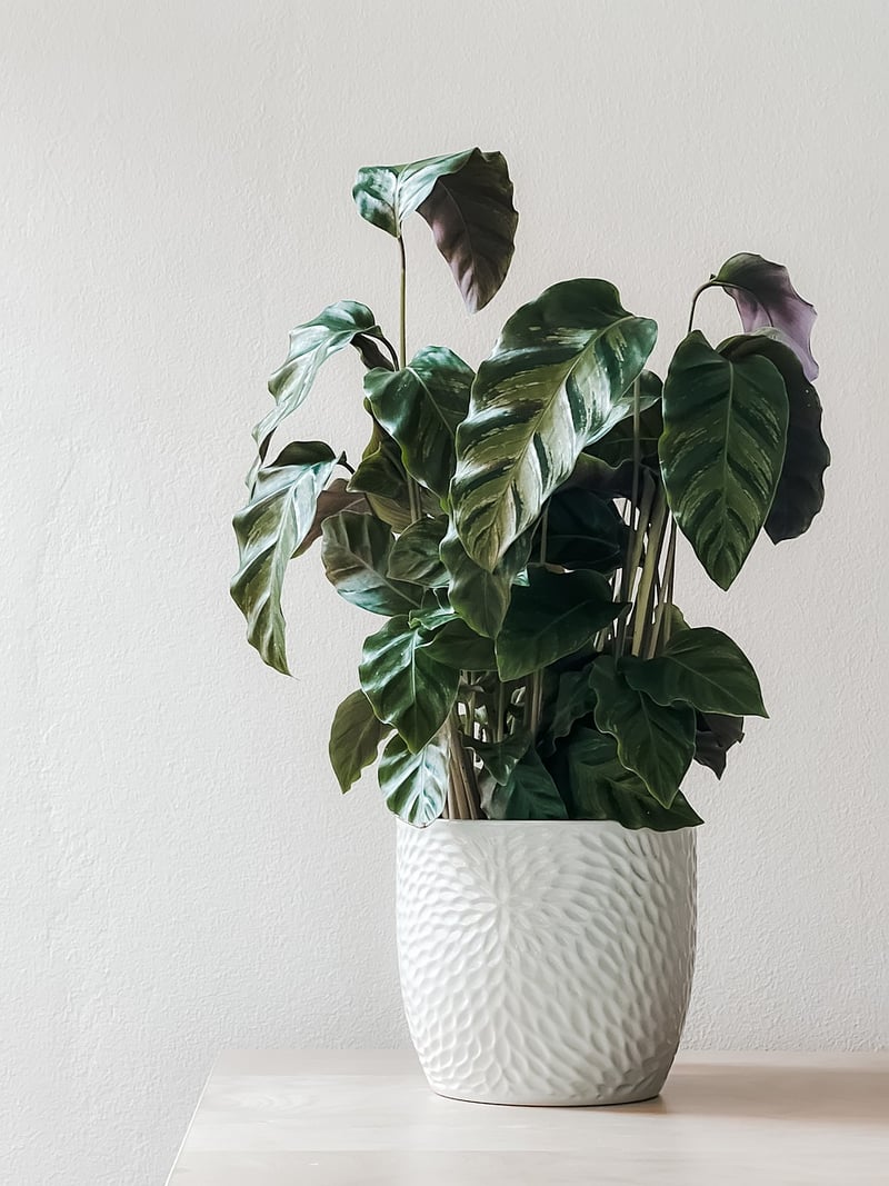 Mason Jar Planters